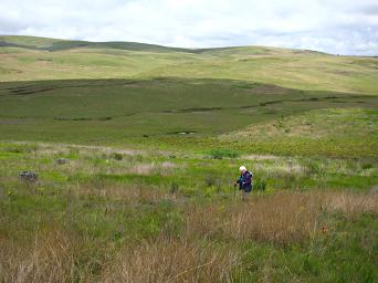 Kitulo