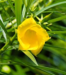 Morogoro Flower Xxx Yellow P1251629