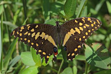 Butterfly Citrus Swallowtail P1251692