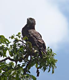 Mikumi NP Bird Black Chested Snake Eagle