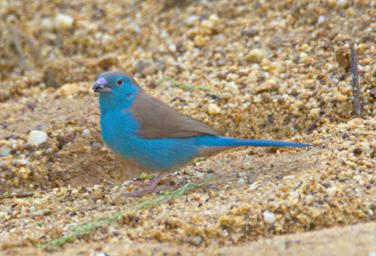 Udzungwa Mts Bird Red Cheeked Cordon Bleu