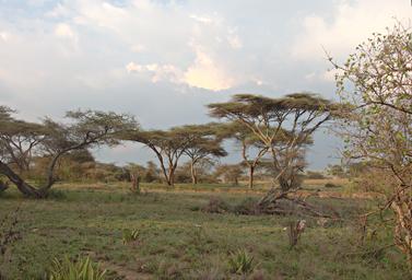 Walk Safari