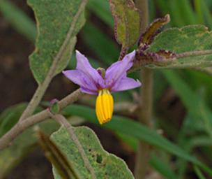 Walk Safari Flower Xxx Violet Yellow