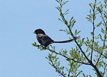Walk Safari Bird Magpie Shrike