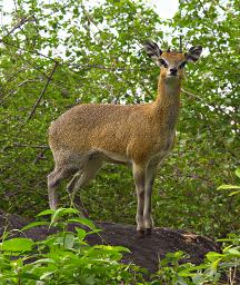 Walk Safari Klipspringer