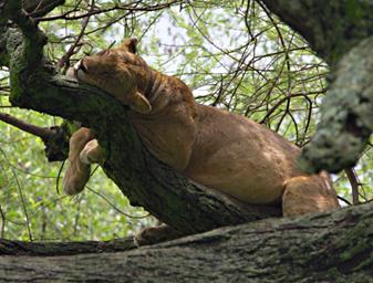 Walk Safari Lion In Tree