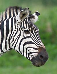 Walk Safari Zebra