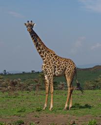 Walk Safari Giraffe
