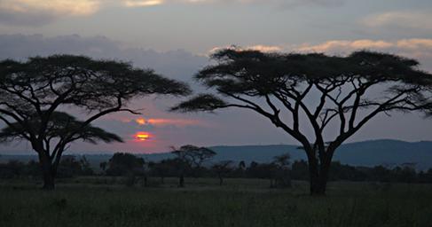 Walk Safari Sunset