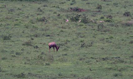 Walk Safari Topi