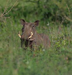 Walk Safari Warthog