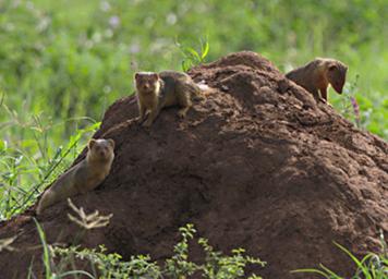 Walk Safari Dwarf Mongoose