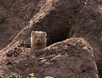 Walk Safari Dwarf Mongoose