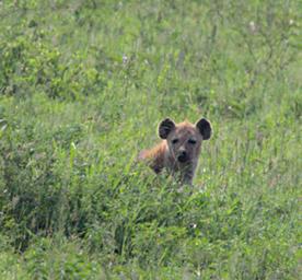 Walk Safari Spotted Hyena