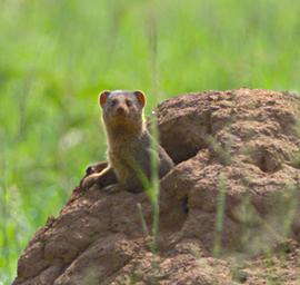 Walk Safari Dwarf Mongoose