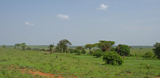 Walk Safari