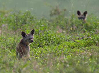 Walk Safari Bat Eared Fox