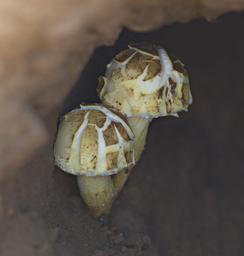 Walk Safari Mushrooms In Den