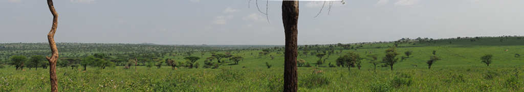 Walk Safari