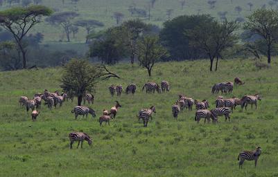 Walk Safari Zebras