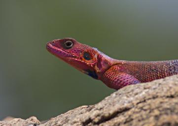 Walk Safari Agama