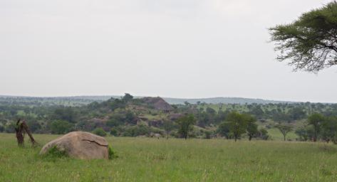 Walk Safari