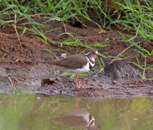 Walk Safari Bird Three Banded Plover
