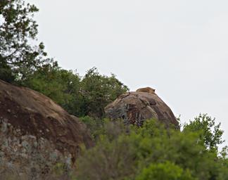 Walk Safari Lioness