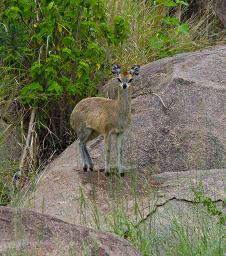 Walk Safari Klipspringer