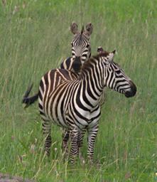 Walk Safari Zebra