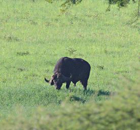 Walk Safari Cape Buffalo