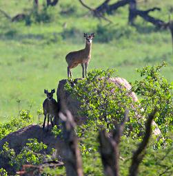 Walk Safari Klipspringer