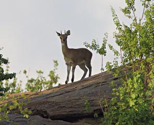 Walk Safari Klipspringer