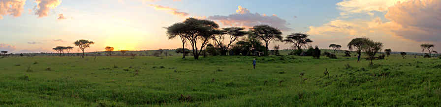 Walk Safari