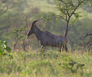 Walk Safari Topi