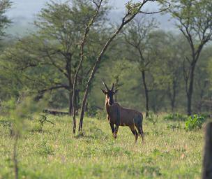 Walk Safari Topi