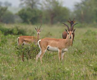 Walk Safari Grants Gazelle