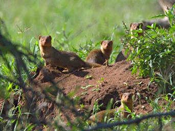 Walk Safari Dwarf Mongoose