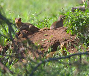 Walk Safari Dwarf Mongoose