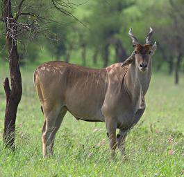 Walk Safari Eland