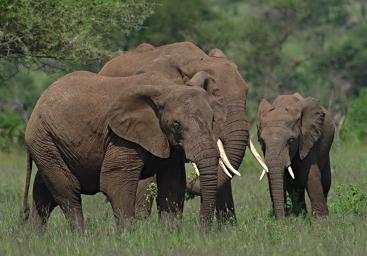 Walk Safari Elephant