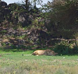 Walk Safari Lioness