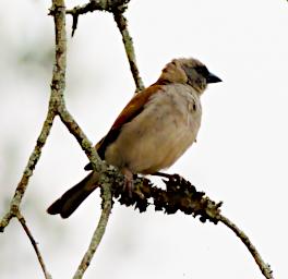Lk Mburo Bird White Headed Buffalo Weaver