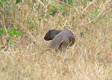Qn Elizabeth NP Xxx Mongoose