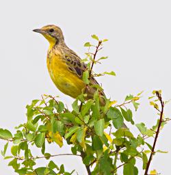 Qn Elizabeth NP Bird Yellow Throated Longclaw