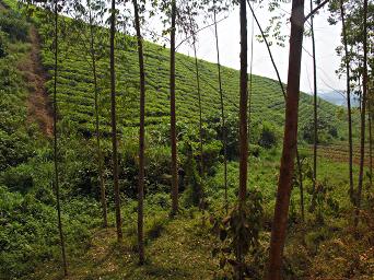 Bwindi NP Tea