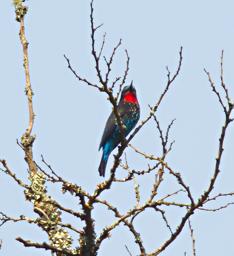 Bwindi NP Bird Scarlet Chested Sunbird