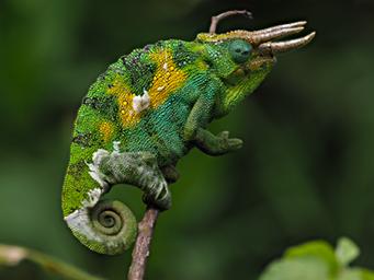 Bwindi NP Jacksons Chameleon