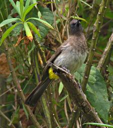 Bwindi NP Bird Common Bulbul