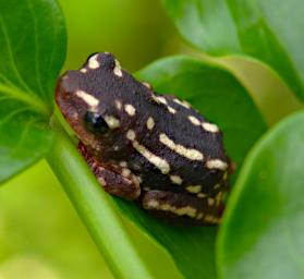 Arusha NP Frog Xxx